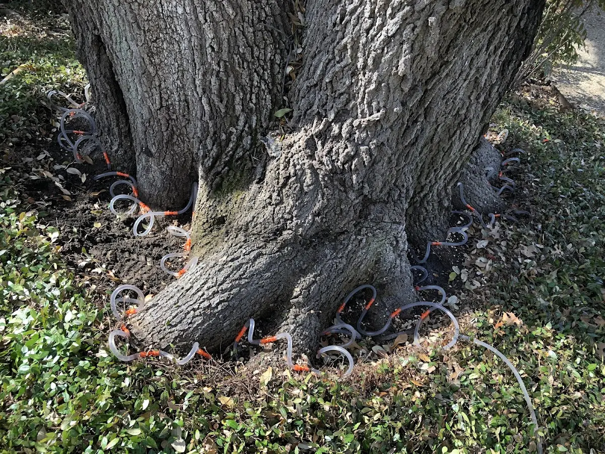 Detailed Tree Cabling and Bracing job site in Magee